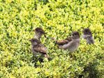 Four Birds Sitting In A Hedge