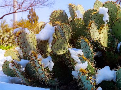 Cacti Covered In Snow