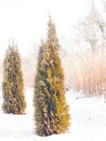 Conifer Trees In The Snow