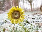 Sunflower Garden Covered In Snow