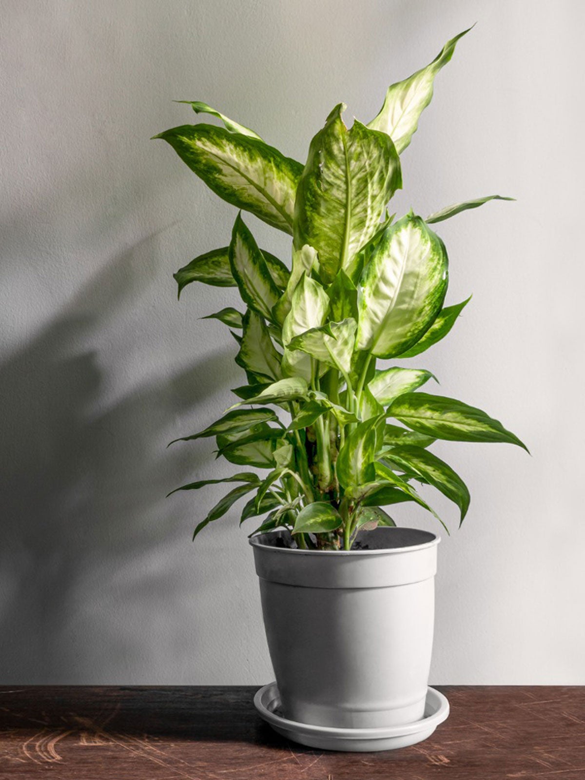 Overwintering Houseplants – Learn About Dieffenbachia Winter Care