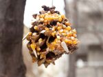DIY Bird Feeder Made Of Pinecone Covered In Seeds