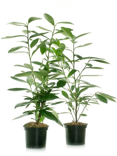 Two Potted English Laurel Plants