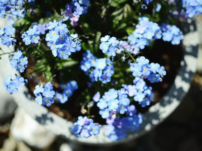 Potted Forget-Me-Not Flowers