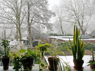 How To Prepare Indoor Plants For Winter, How Do You Keep Outdoor Potted Plants Alive In The Winter