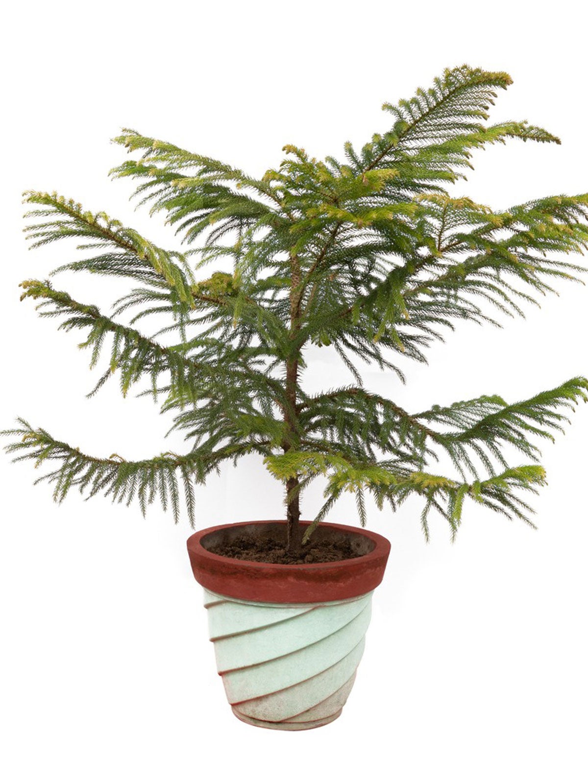 Conifers As Houseplants – Tips On Growing Indoor Conifer Plants