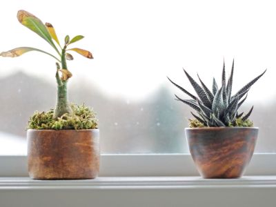Two Wooden Potted Houseplants On Windowsill