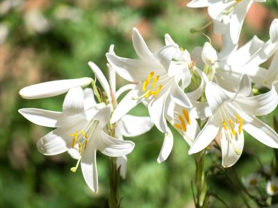 White Madonna Lily Bulbs