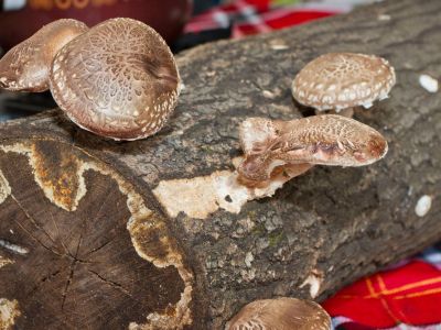 Mushrooms Growing On A Wooden Log