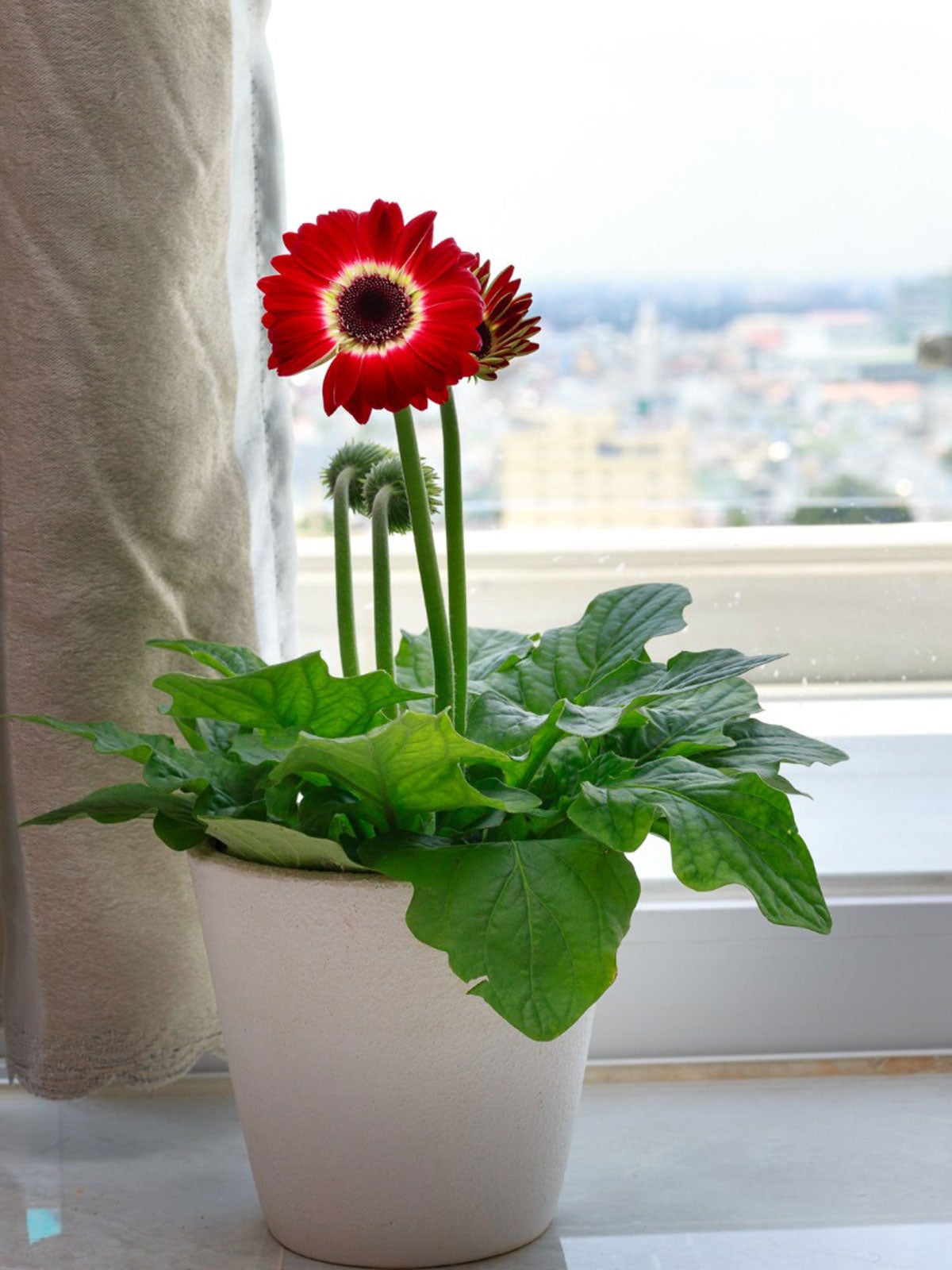 overwintering potted gerberas – what to do with gerbera daisies in