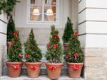 Individually Potted Small Trees With Red Bows