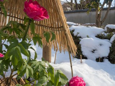 Peonies Covered In Snow