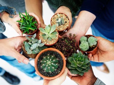Several Hands Holding Tiny Different Succulent Plants