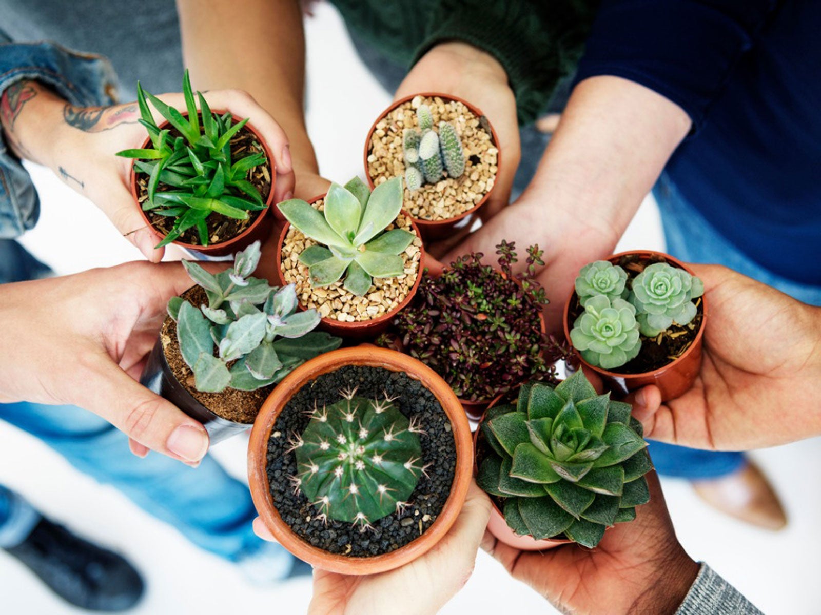 How To Host A Plant Swap Tips For Holding A Plant Exchange