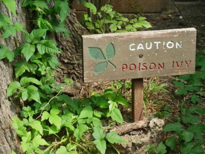 Caution Poison Ivy Sign Surrounded By Poison Ivy