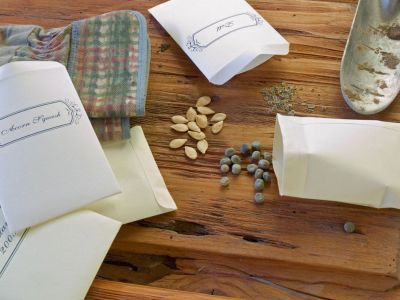 Table Full Of Seeds And Seed Envelopes