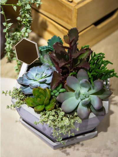 Container With Variety Of Succulent Plants