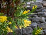 Yellow-Green Conifer Tree Needles