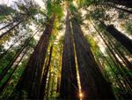 Tall West Coast Conifer Trees