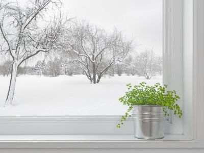 Indoor Potted Plant On The Windowsill With A Snowy Background