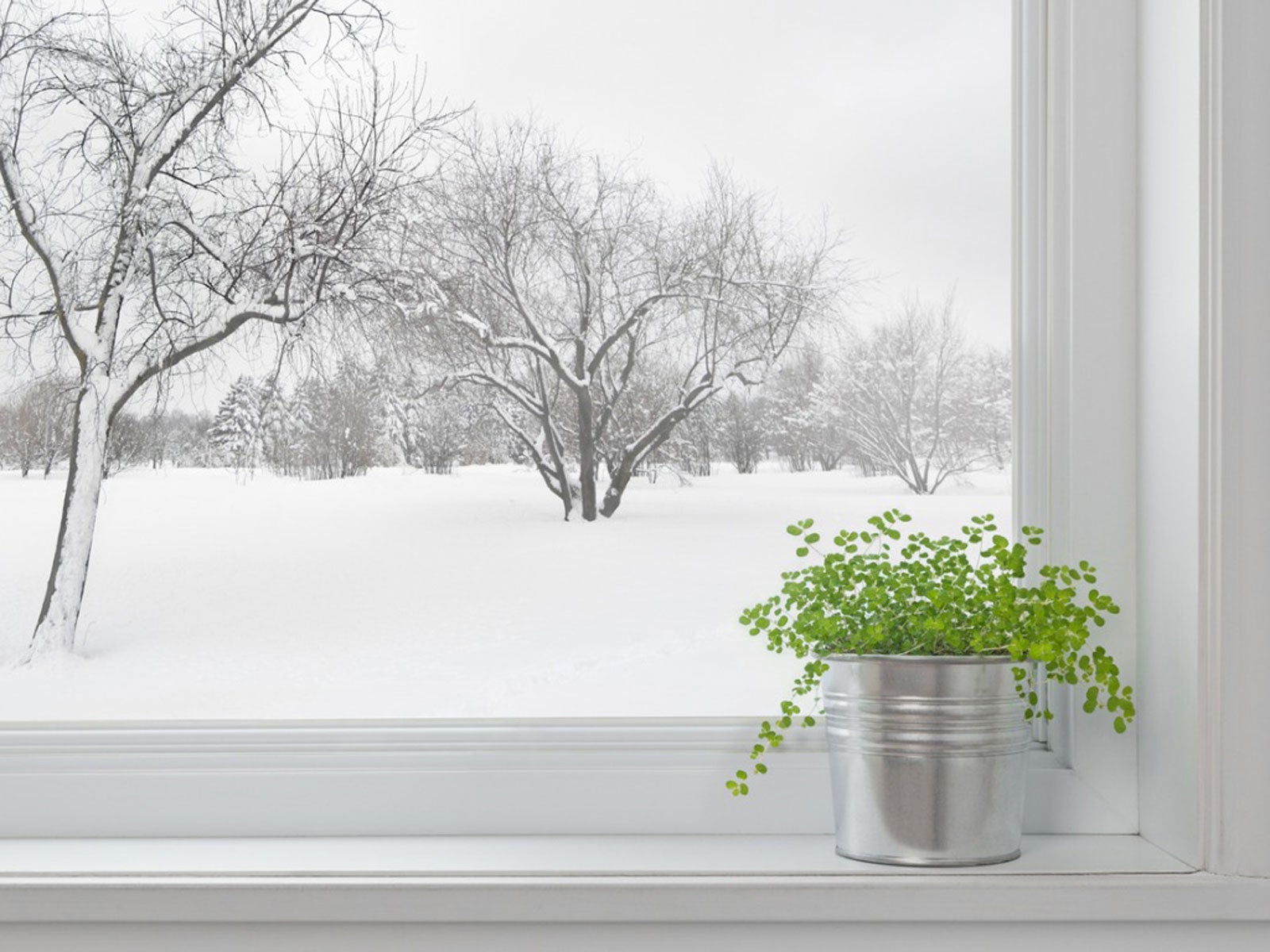 Winter Gardening Indoors – How To Grow Food Inside During Winter