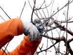 Pruning Of Tree Branches