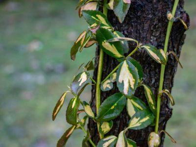 Wintercreeper Plants Growing Up A Tree Trunk