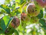 Spotted Diseased Apples On Tree