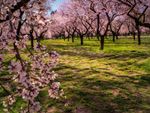 Pink Flowering Almond Trees