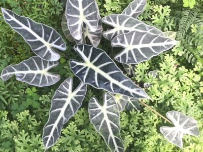 Alocasia Plant With Black And White Leaves