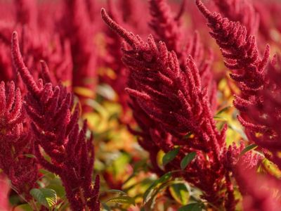 Red Amaranth Plant