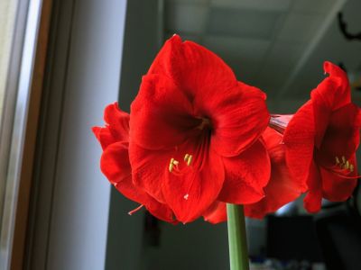Bright Red Bell-Shaped Amaryllis Flower