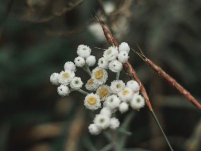 Tiny White Pearly Everlasting Plants