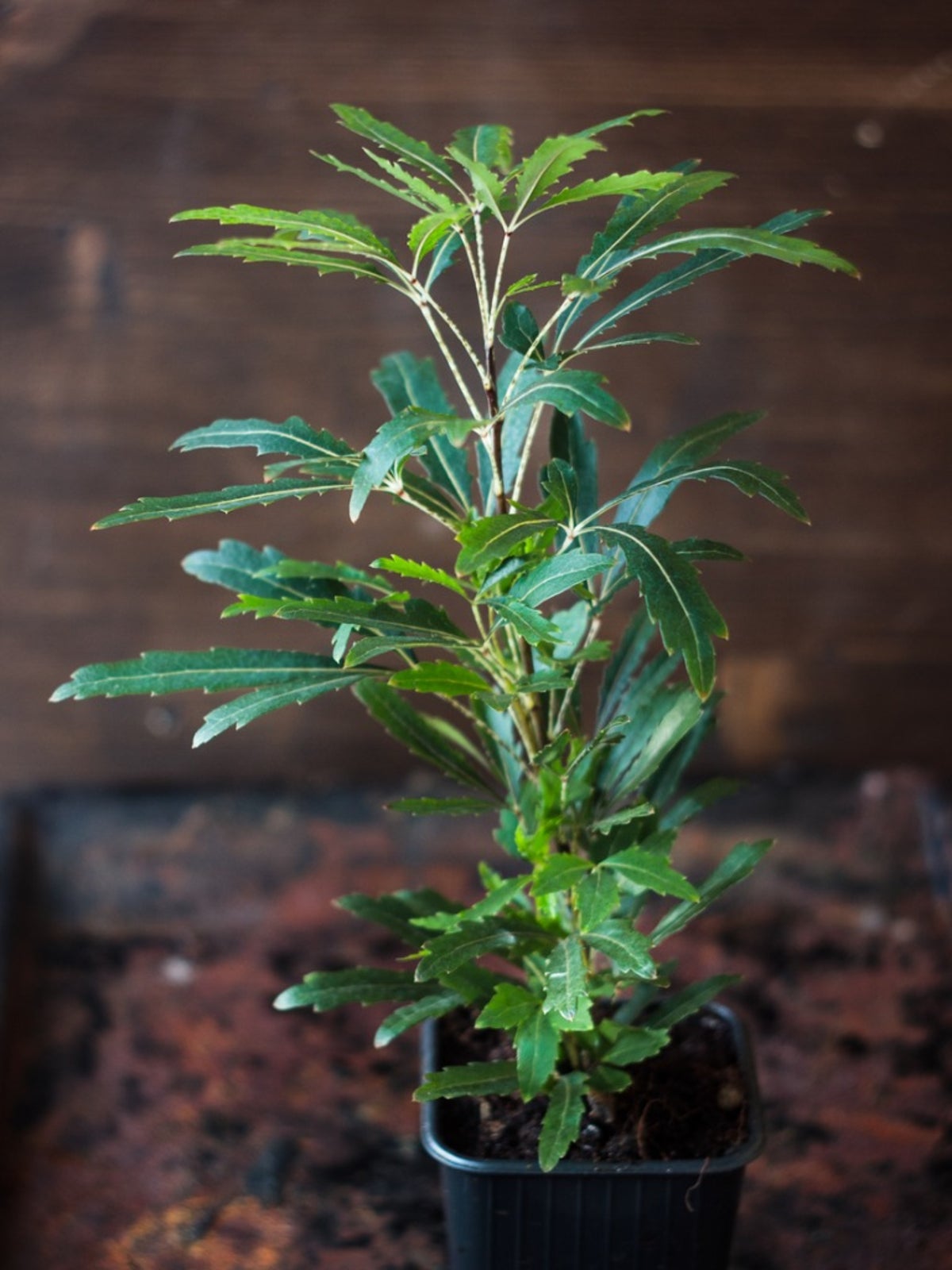 aralia false plant care houseplant instructions