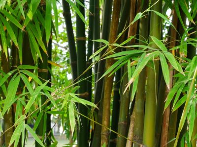 To Grow And Care For Bamboo In The Garden, Backyard Bamboo Garden