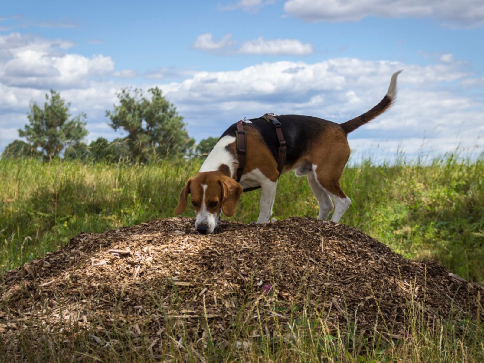 Tips On How To Keep Mulch Safe For Pets