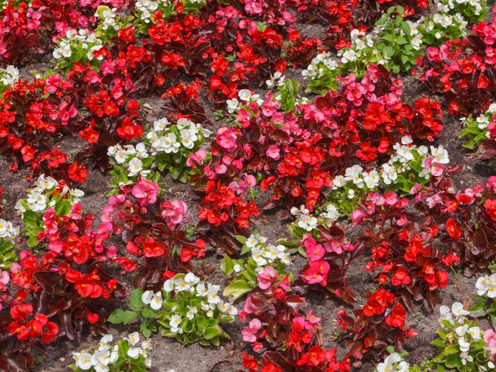 Begonia garden flowers