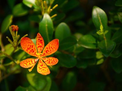 Single Orange Belamcanda Blackberry Lily