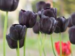 Close Up Of Black Tulips