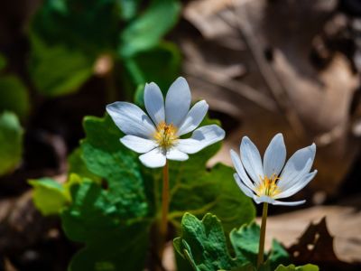 Two Bloodroot Flowes