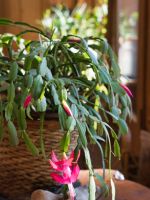 Dropping Leaves On Christmas Cactus Plant