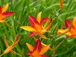 blooming daylily flowers