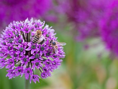 Close Up Of Purple Allium Plant With Bumblebees On Flowers