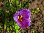 Single Purple Saffrom Crocus Bulb Flower