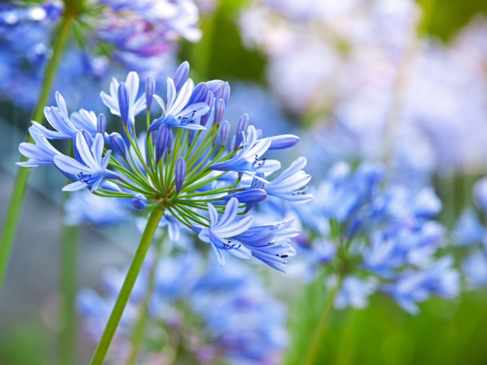Agapanthus Flowers: Tips For Growing Agapanthus Plants