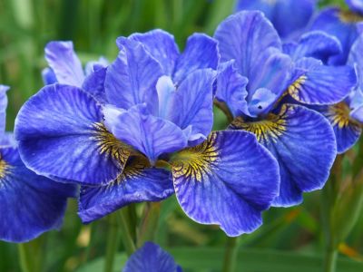 Bright Blue Irises