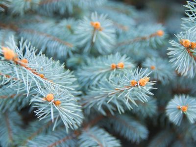 Close Up Of Colorado Blue Spruce Tree