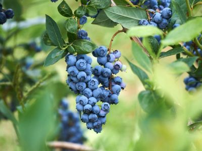 Blueberry Plant Full Of Blueberries