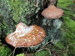 Bracket Fungus On Tree