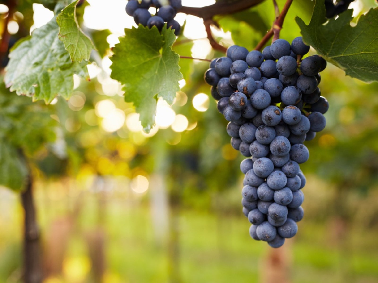 Preventing Problems In Grapes - How To Treat Common Grapevine Pests And  Diseases